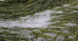 Crop damage due to hailstorm: Rajasthan BJP chief demands compensation for farmers